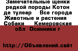 Замечательные щенки редкой породы Котон де тулеар  - Все города Животные и растения » Собаки   . Кемеровская обл.,Осинники г.